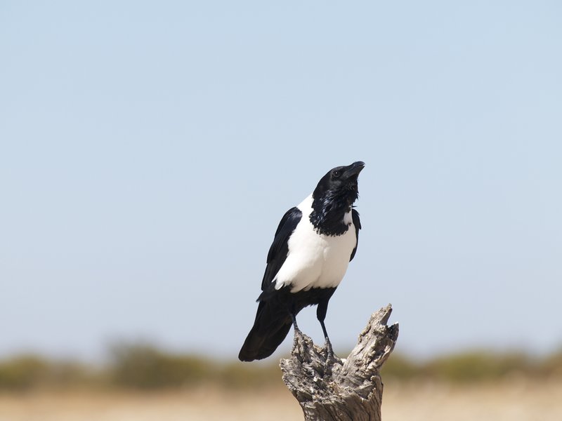 Etosha National Park, Crow